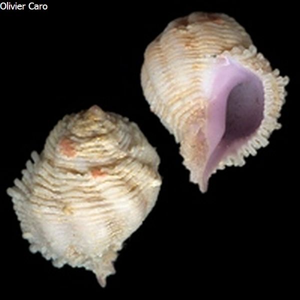 no photo for this shell